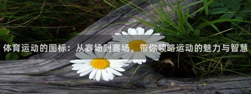 杏悦24开户：体育运动的图标：从赛场到赛场，带你领略运动的魅力与智慧